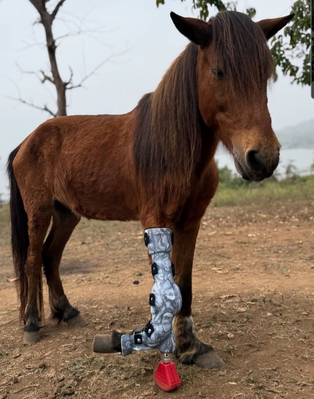 Kexcelled TPU Partners with Raise3D to Enable 3D Printed Custom Prosthetics for Bionic Pets